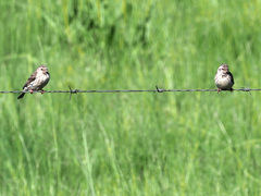 Crithagra atrogularis