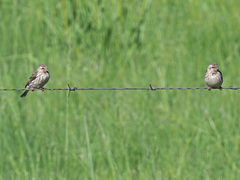 Crithagra atrogularis