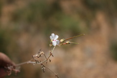 Pelargonium senecioides