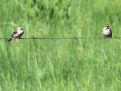 Crithagra atrogularis