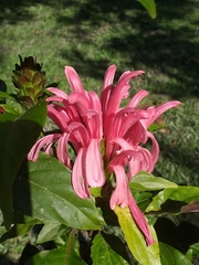 Justicia carnea