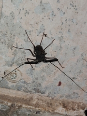 Amblypygi
