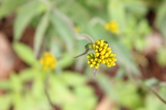 Alloispermum scabrum