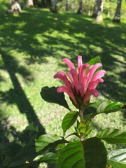 Justicia carnea