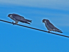 Falco amurensis