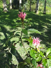 Justicia carnea