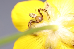 Diaea