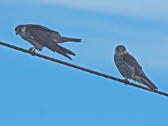 Falco amurensis