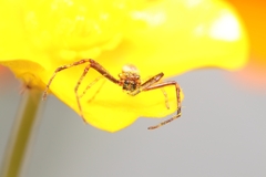 Diaea