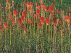 Kniphofia