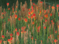 Kniphofia