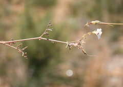 Pelargonium senecioides