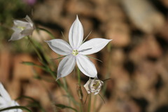 Prismatocarpus crispus