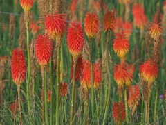 Kniphofia