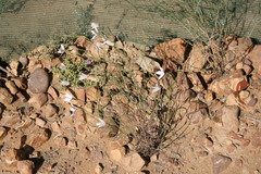 Prismatocarpus crispus