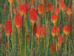 Kniphofia