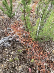 Drosera drummondii