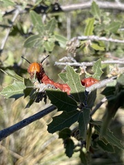Anisota oslari