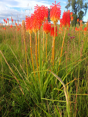 Kniphofia