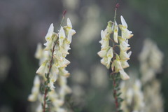 Wiborgia