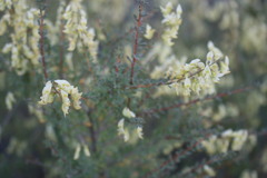 Wiborgia