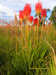 Kniphofia
