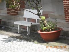 Passer domesticus indicus