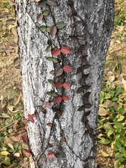 Trachelospermum