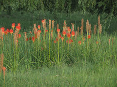 Kniphofia