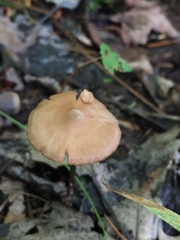Entoloma conicum