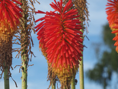 Kniphofia