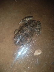 Sclerophrys gutturalis