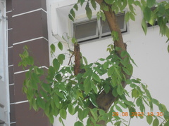 Psilopogon haemacephalus indicus