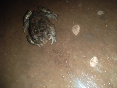 Sclerophrys gutturalis