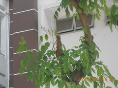 Psilopogon haemacephalus indicus