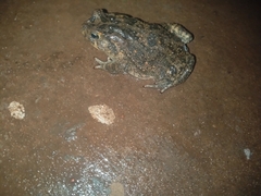 Sclerophrys gutturalis