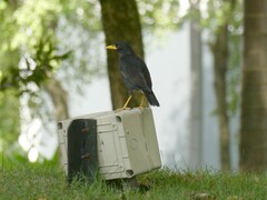 Acridotheres grandis