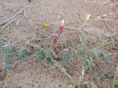 Dalea lanata