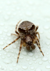 Araneus sturmi