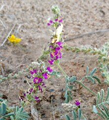 Dalea lanata