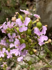 Stylidium affine