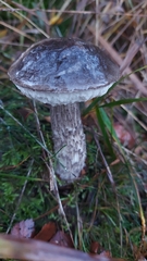 Leccinum variicolor