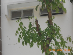 Psilopogon haemacephalus indicus