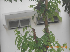 Passer domesticus indicus