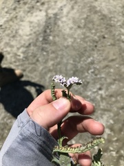 Heliotropium amplexicaule