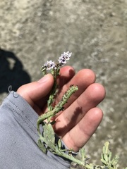 Heliotropium amplexicaule