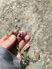Heliotropium amplexicaule