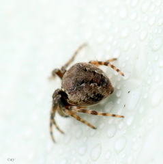 Araneus sturmi