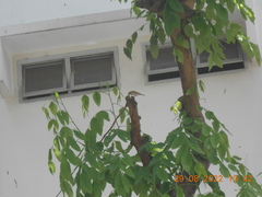 Passer domesticus indicus