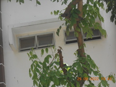 Passer domesticus indicus